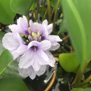 Eichornia Azurea giacinto acquatico