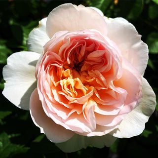 Emily Brontë (Ausearnshaw, 2018)