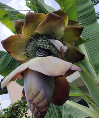 Ensete Glaucum