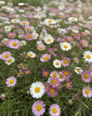 ERIGERON KARVISKIANUS