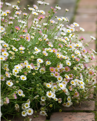 ERIGERON KARVISKIANUS