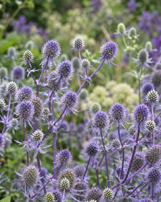 ERYNGIUM PLANUM