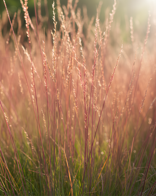FESTUCA GLAUCA "SUNRISE"