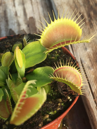 Dionaea muscipula “G16”- “Slack’s Giant”