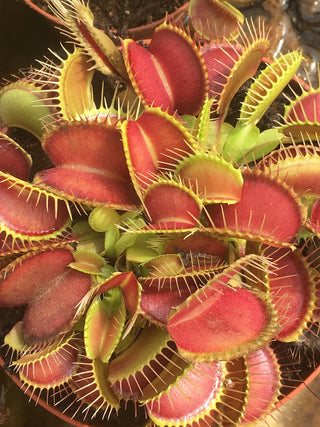 Dionaea muscipula “G16”- “Slack’s Giant”