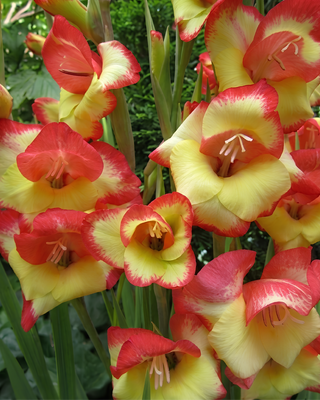 GLADIOLO PRIMULINUS LAS VEGAS