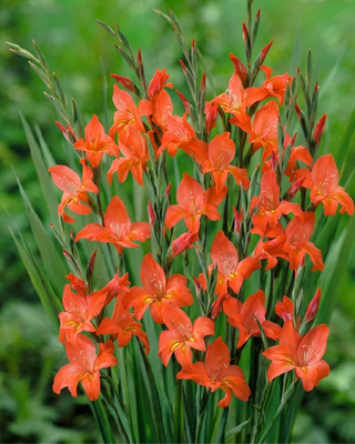 GLADIOLO PRIMULINUS MIRELLA