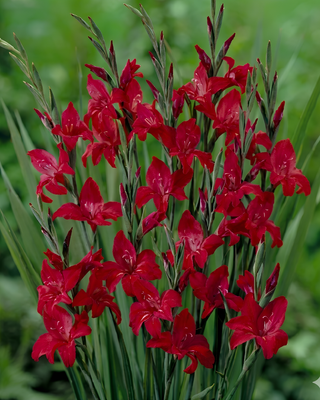 GLADIOLO RAMOSUS ROBINETTA