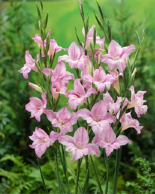 GLADIOLO TUBERGENII CHARMING LADY