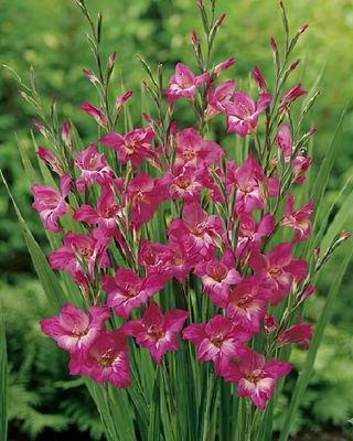 GLADIOLO TUBERGENII CHARM