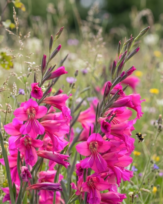 GLADIOLUS COMMUNIS SSP BYZANTINUS