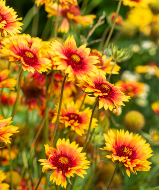 Gaillardia Kobold