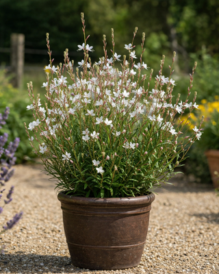GAURA LINDHEIMERI "COOL BREEZE"