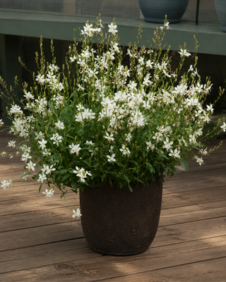 GAURA LINDHEIMERI "SPARKLE WHITE"