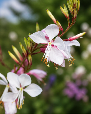 GAURA LINDHEIMERI "SUMMER BREEZE"