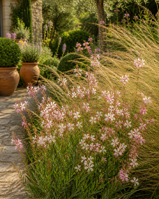 GAURA LINDHEIMERI "THE BRIDE"