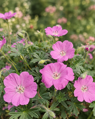 GERANIUM SANGUINEUM "MAX FREI"
