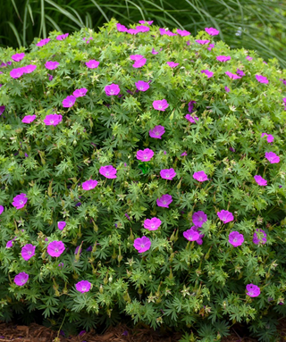 Geranium Sanguineum
