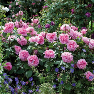 Gertrude Jekyll® (Ausbord, 1986)