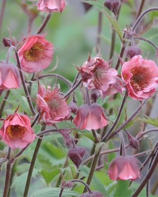 GEUM "BELL BANK"