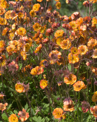GEUM COCKTAIL "ALABAMA SLAMMER"