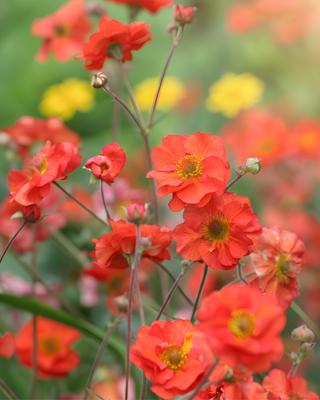 GEUM "SCARLET TEMPEST"