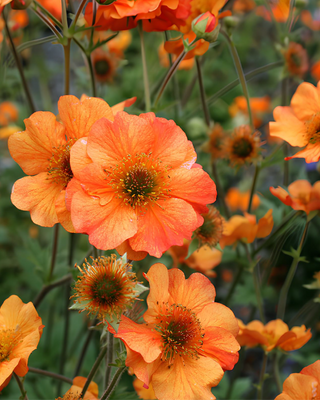 GEUM "TOTALLY TANGERINE"
