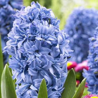 Giacinti Blue Tango