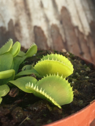 Dionaea muscipula ‘Green Wizard’