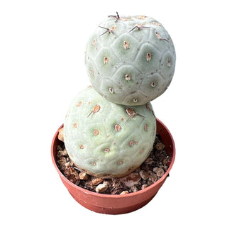 Tephrocactus geometricus