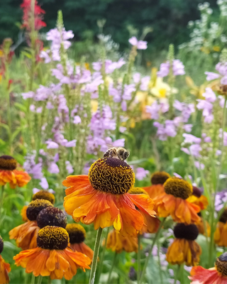 HELENIUM "SAHIN'S EARLY FLOWERER"
