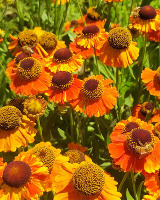 HELENIUM "SAHIN'S EARLY FLOWERER"