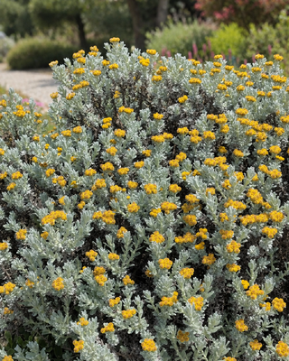 HELICHRYSUM TRILINEATUM