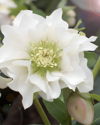 HELLEBORO ORIENTALE DOPPIO BIANCO