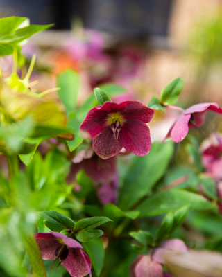 HELLEBORO ORIENTALE SEMPLICE PORPORA