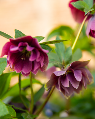 HELLEBORO ORIENTALE PRETTY ELLEN ROSSO