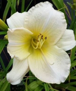 Hemerocallis Snowy Apparation