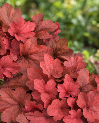HEUCHERA "CINNAMON STICK"