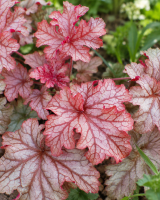 HEUCHERA "PEACH PARFAIT"
