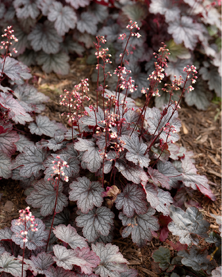 HEUCHERA "ROSE GRANITA"