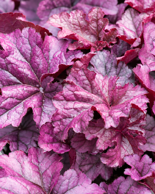 HEUCHERA "WILDBERRY"