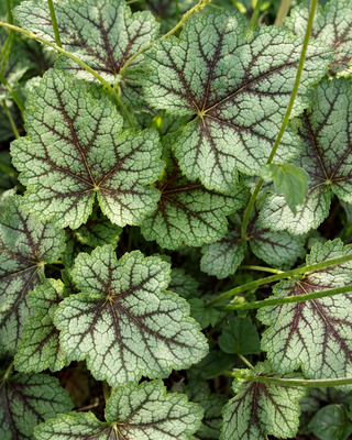 HEUCHERA AMERICANA "DALE’S STRAIN"