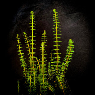 Hippuris vulgaris