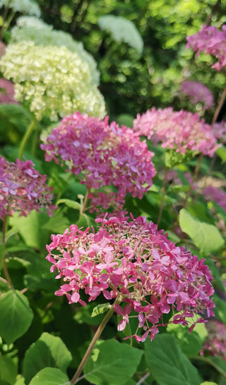 Hydrangea Arborescens 'Pink Annabelle' 