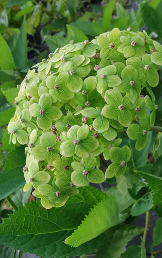 Hydrangea Arborescens 'Lime Rickey' 