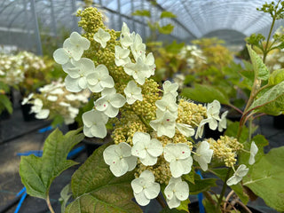 Hydrangea Querficolia Sike's Dwarf