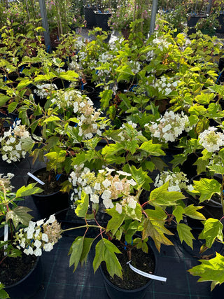 Hydrangea Querficolia Snow World