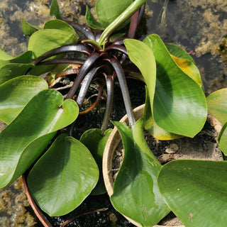 Hydrocleys Martii papavero d acqua argentino