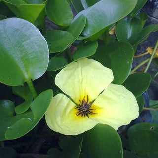 Hydrocleys nimphoides papavero d acqua
