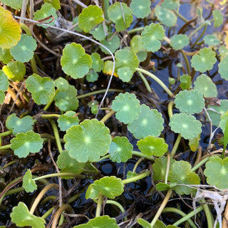 Hydrocotyle vulgaris